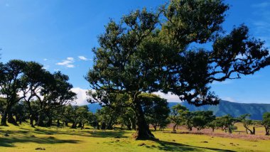 Dalları bükülmüş yaşlı meşe ağacı ve çimen tarlasında yosunlu gövdesi. Mavi gökyüzü, uzak dağlar, dağınık ağaçlar, sıcak güneş ışığı, huzurlu doğal manzara.