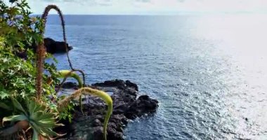 Sakin okyanusları ufka kadar uzanan kayalık kıyı şeridi. Güneş ışığı suda parıldıyor. Ön planda deniz manzarasına derinlik ve karşıtlık eklenerek, kemer kıyı bitkileri yer alıyor.