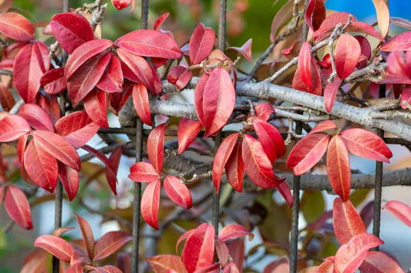 Red Leaves Tree Garden — Stock Photo, Image