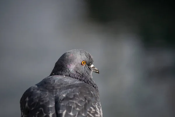Closeup Shot Pigeon Sitting Rock — Stock Photo, Image