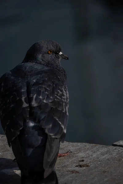 地上的黑乌鸦 — 图库照片