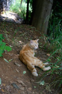 Kedi yerde yatıyor.