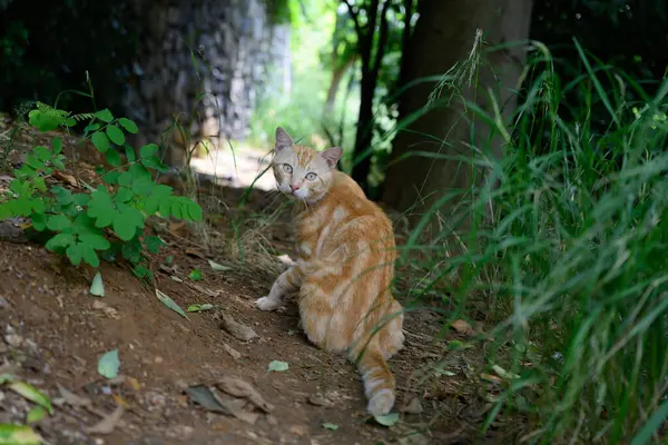 Bahçedeki kırmızı kedi