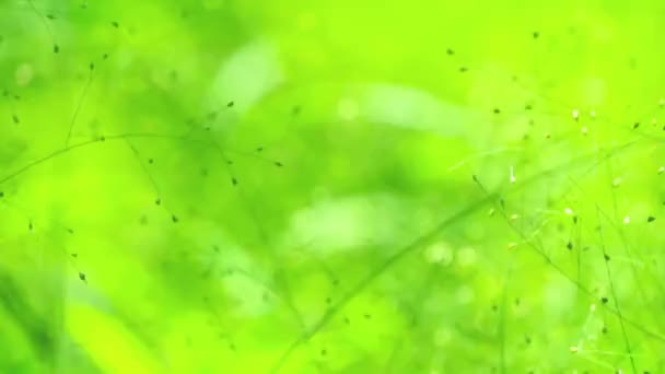 Grön Liten Gräsblomma Naturen Regnperioden Begreppet Grön Miljö Nettonollutsläpp — Stockvideo