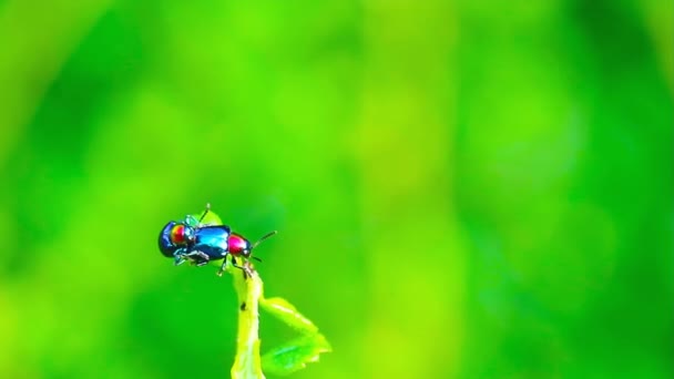Θολούρα Κυρία Bug Ζευγάρωμα Στην Κορυφή Φύλλα Και Θαμπάδα Πράσινο — Αρχείο Βίντεο
