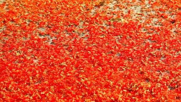 Panorámica Rojo Mil Flor Roble India Cayendo Suelo Hormigón Abeja — Vídeos de Stock