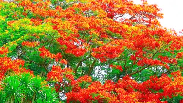 红红的火树盛开在公园的顶上 椰子树的叶子闪烁着模糊的光芒 — 图库视频影像