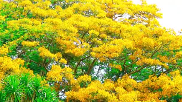 Sarı Alev Ağacı Yazın Parkın Tepesinde Çiçek Açar — Stok video