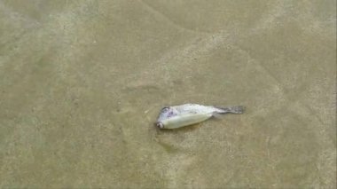 Küresel ısınma deniz sıcaklıklarının artmasına neden olur. Sudaki düşük oksijen seviyesi balıkların ölümüne neden olur.