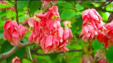 Mussaenda Alicia ya da Dona Luz ya da Dona Alicia yeşil bahçedeki açık pembe çiçektir.