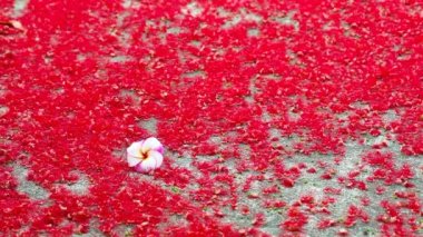 Plumeria pembe çiçeği, Hindistan meşesinin kırmızı çiçeğine dökülüyor beton zeminde