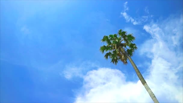 Кокосовое Дерево Куча Красивых Белых Облаков Чистое Голубое Небо Огромный — стоковое видео