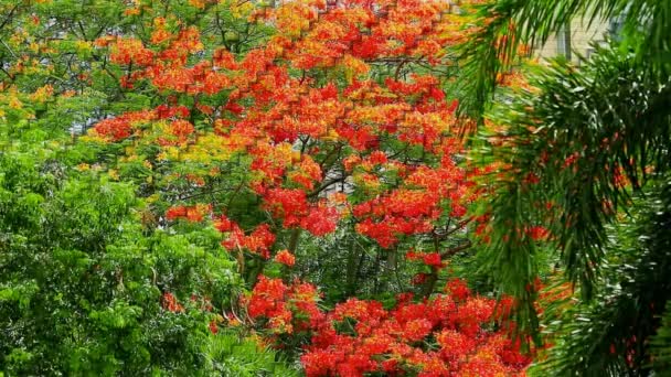 Bulanık Kırmızı Çiçek Yeşil Bahçede Bambu Sert Dokusunu Boyuyor — Stok video