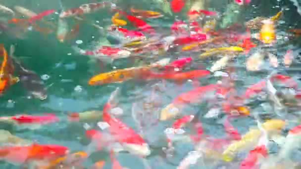 Colorato Pesci Koi Pesci Carpa Nuotare Trovare Cibo Nello Stagno — Video Stock