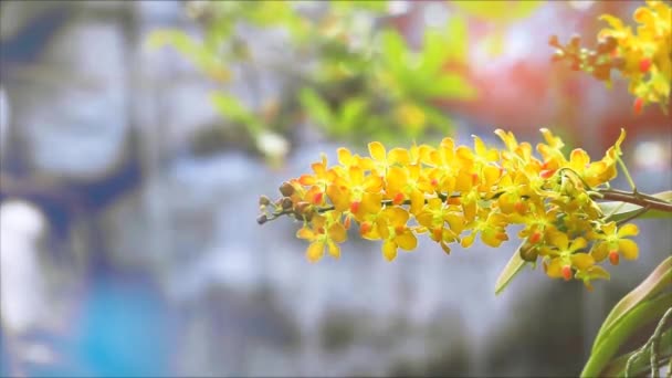 Honing Goud Orchidee Bloem Bloeien Geel Groen Bladeren Wazig Blauw — Stockvideo