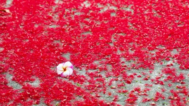 Plumeria Розовый Цветок Падает Красный Цветок Индийского Дуба Бетонный Пол — стоковое видео