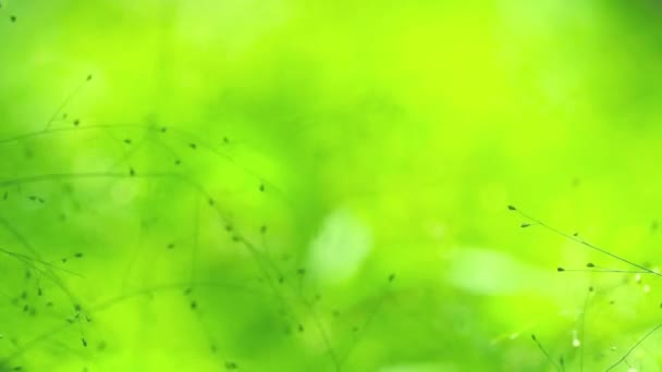 Grönt Litet Gräsfrö Naturparken Regnperioden Begreppsgrön Miljö Nettonollutsläpp — Stockvideo