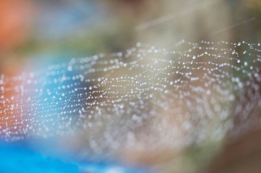 Bulanık soyut örümcek ağı doğal olarak güneş desenli arka planda yağmur damlası var.