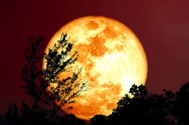 Super Grain blood moon silhouette tree in field on night sky, Elements of this image furnished by NASA