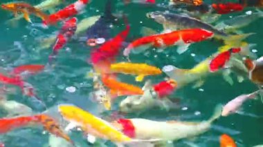 Gold and colorful of Koi fish or carp fish swimming to find food in the pond