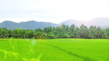 Rice fields have lush green leaves and grow to produce abundant yields. There are mountains in the background which bring rain and moisture