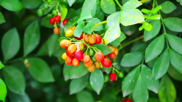 Насіння Дозрілих Дерев Murraya Paniculata Andaman Satinwood Або Chinese Box — стокове відео