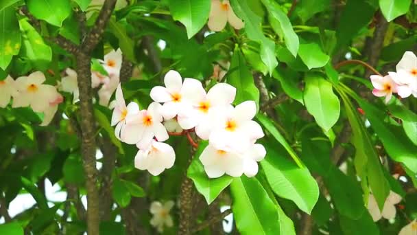 White Plumeria Fragipanni Flower Tree Garden White Pumera Flowers Scent — Video Stock