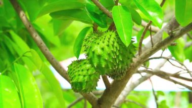 Young fruit of raw durian is green. Because of the right climate, durian likes hot and humid weather. The optimum temperature is in the range of about 25-30 degrees Celsius, the relative humidity in the air is about 75-85%