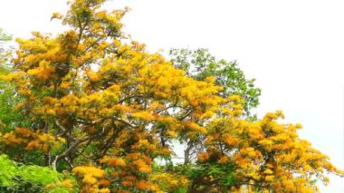 Yellow flame tree full bloom on top park in summer and blue sky white cloud background