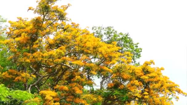 Amarelo Árvore Chama Flor Cheia Topo Parque Verão Azul Céu — Vídeo de Stock