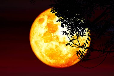 Süper kanlı çilek ay ve gece gökyüzünde siluet ağacı, NASA tarafından desteklenen bu görüntünün elementleri