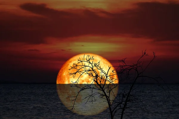 Riflessione Sangue Crosta Piena Luna Albero Silhouette Nel Mare Buio — Foto Stock