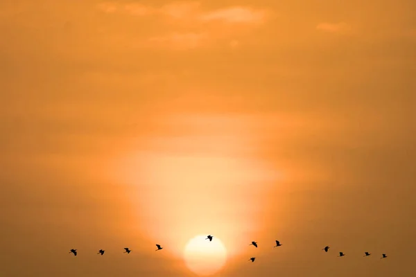 Ηλιοβασίλεμα Βράδυ Φως Πορτοκαλί Σύννεφο Στον Ουρανό Και Πουλιά Που — Φωτογραφία Αρχείου