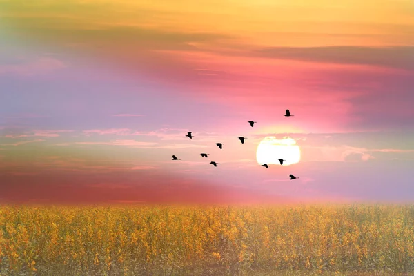 ひまわり畑の雲の上に日の出と鳥が飛んで山の上に霧 — ストック写真