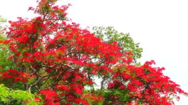 Kırmızı alev ağacı yazın en tepedeki parkta açar ve mavi gökyüzü beyaz bulut arkaplanı