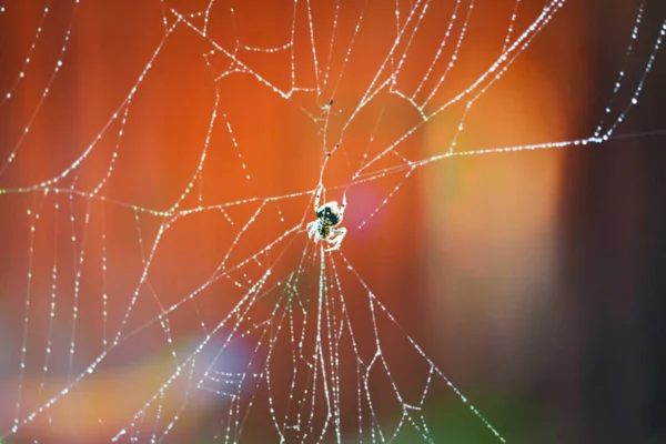模糊的雨滴模式抽象蜘蛛网自然和雨滴背景 — 图库照片
