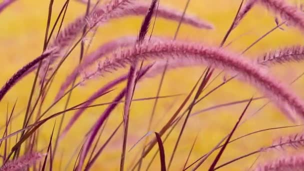 Focus Voorgrond Van Saccharum Spontaneum Gras Bloemen — Stockvideo