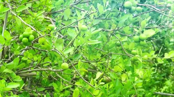 Fruto Del Limón Crece Árbol Lleno — Vídeos de Stock