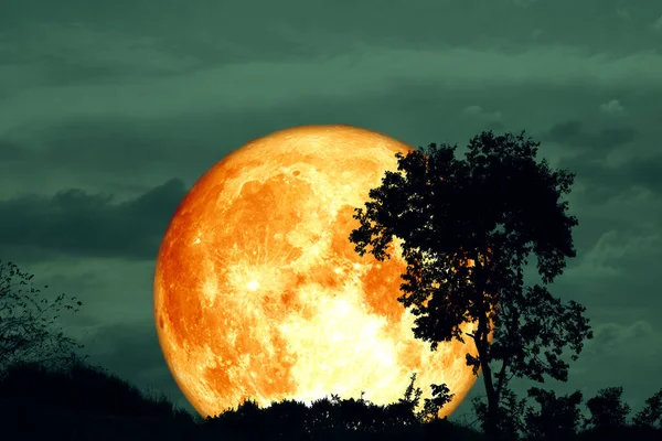 Full Crust Blood Moon Silhouette Tree Field Night Sky Elements — 스톡 사진