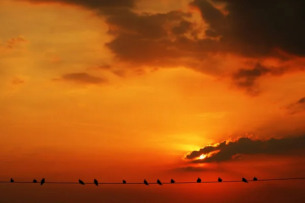 Pôr Sol Volta Noite Nuvem Laranja Escura Céu Pássaros Pendurar — Fotografia de Stock
