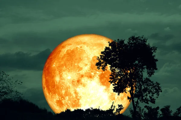 Pleine Croûte Sang Lune Arbre Silhouette Dans Champ Ciel Nocturne Images De Stock Libres De Droits