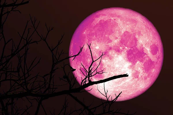 Σούπερ Φράουλα Ροζ Φεγγάρι Και Σιλουέτα Κλαδί Δέντρο Στο Νυχτερινό — Φωτογραφία Αρχείου