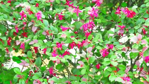 Chinesische Fransenblume Chinesische Zaubernuss Oder Loropetalum Rosa Blüten Voller Blüte — Stockvideo