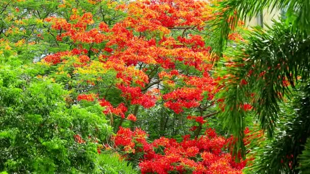 Červený Plamen Strom Plný Květ Parku Létě Modrá Obloha Bílý — Stock video