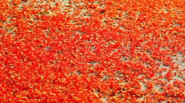 red thousand flower of india oak falling on the concrete floor and bee find sweet from flower