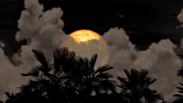 满月在夜空中飞回灰蒙蒙的云彩 在地面上飞回轮廓各异的棕榈树 — 图库视频影像