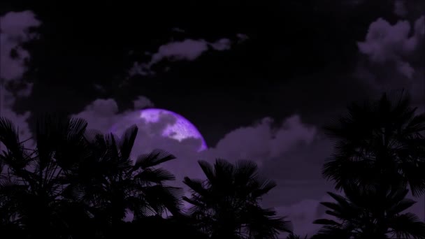 Полная Фиолетовая Луна Возвращающаяся Серому Облаку Ночном Небе Силуэт Пальмы — стоковое видео