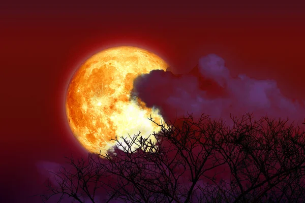 Plein Sang Fraise Lune Nuage Arbre Dans Champ Ciel Rouge — Photo