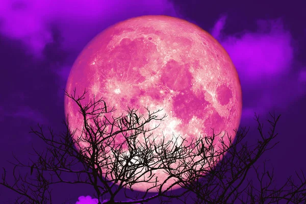 Super pink strawberry moon and silhouette tree in the night sky, Elements of this image furnished by NASA