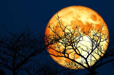 Süper hasat kanlı ay ve gece gökyüzünde kuru ağaçlar NASA tarafından desteklenen bu görüntünün elementleri.